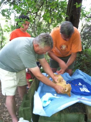 Scott Schroeder, DVM (left) and Howard Johnson, DVM doing field surgery for one last male cat. 